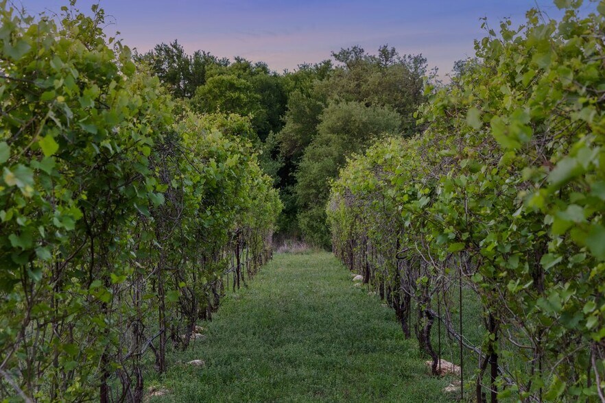 More Photos Of 18059A Ranch to Market Road 1826, Driftwood Winery Vineyard For Sale