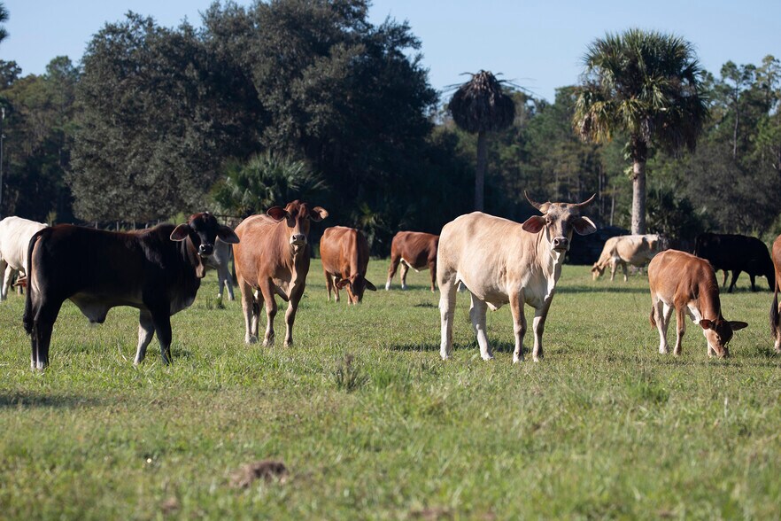 More Photos Of 4901 Oren Brown Rd, Kissimmee Land For Sale