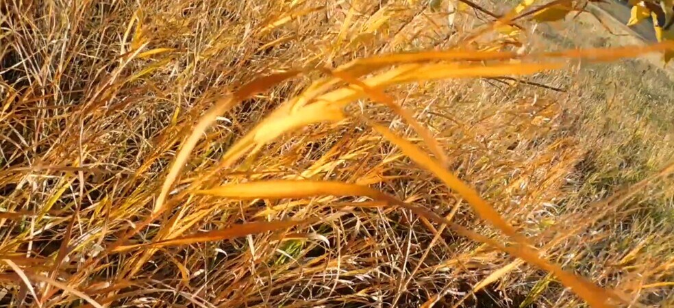 Primary Photo Of 3771 72nd St, Live Oak Land For Sale