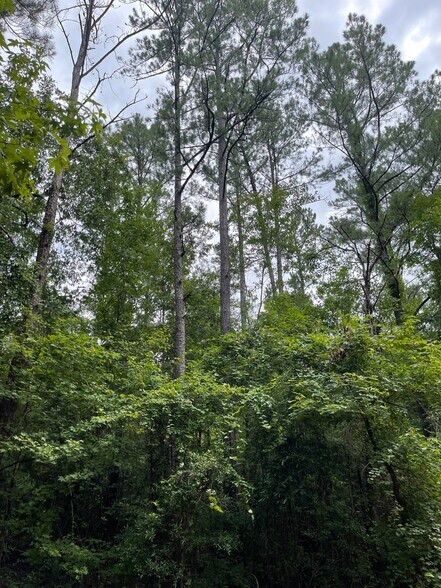 More Photos Of 17796 Dry Branch loop, Northport Land For Sale