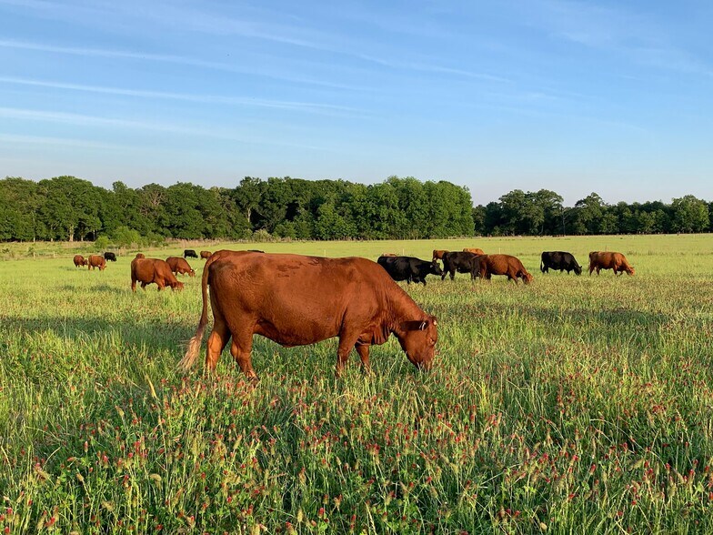 More Photos Of 627 Buford Rd, Arabi Land For Sale