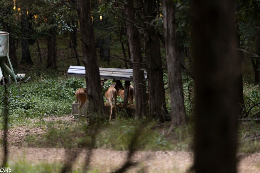 More Photos Of 178 Oak Creek Ln, Bland Land For Sale