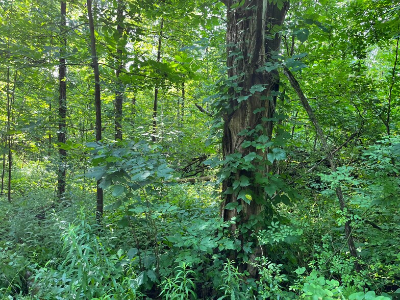More Photos Of 9595 Horseshoe Island, Clay Land For Sale