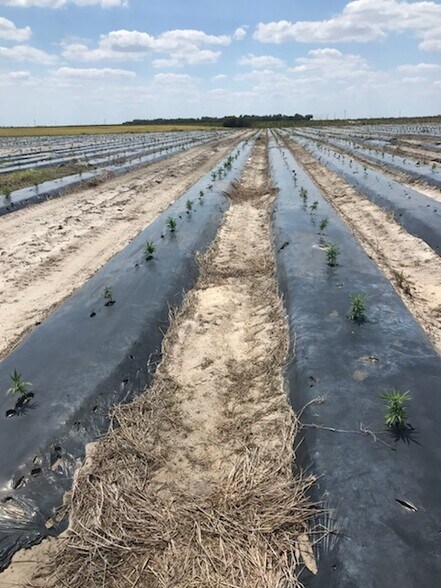 More Photos Of 00 MARSHAL ROAD, Bartow Land For Sale