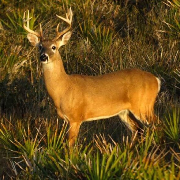 More Photos Of Shoal Line Blvd @ osowaw Blvd, Hernando Beach Land For Sale