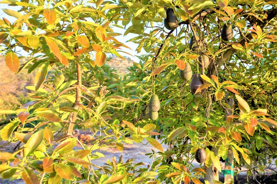 More Photos Of 6036 Rainbow Heights Rd, Fallbrook Land For Sale