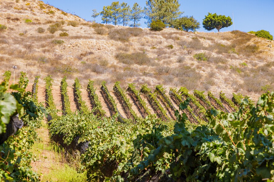 More Photos Of 2286 Sunshine Mountain Rd, San Marcos Winery Vineyard For Sale