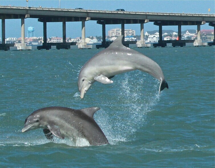 More Photos Of 100 Port Rd, Port Isabel Land For Sale