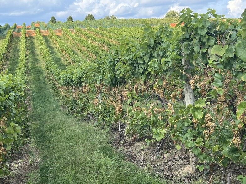 More Photos Of 10220 Lauer Rd, Baroda Winery Vineyard For Sale