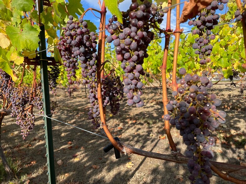 More Photos Of 1673 Woodland Dr, Port Townsend Winery Vineyard For Sale
