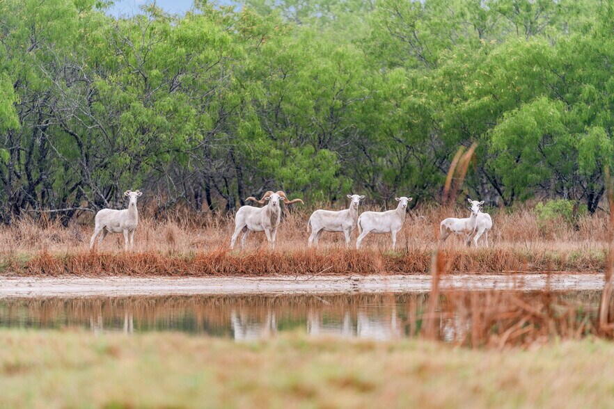 More Photos Of 141 S Private Road 1026, Kingsville Land For Sale