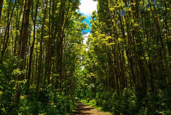 More Photos Of 5545 Kahiliholo Rd, Kilauea Land For Sale