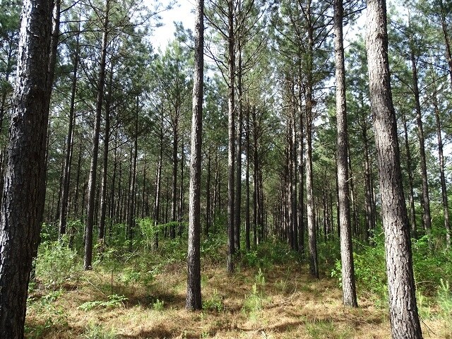 More Photos Of Courtney Rd, Lumberton Land For Sale