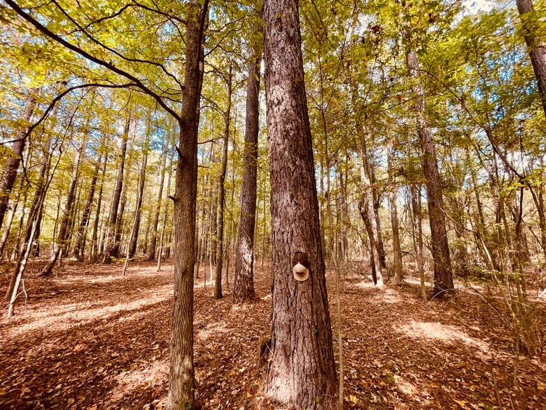 More Photos Of MS Highway 12, Durant Land For Sale