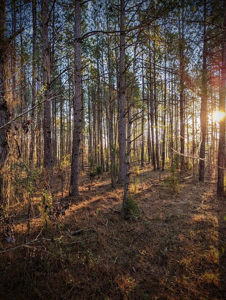 Primary Photo Of Highway 280 & Highway, Abbeville Land For Sale