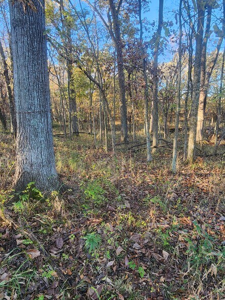 More Photos Of County Road 197 (5+/- Acres) Tract 3, Williamsburg Land For Sale