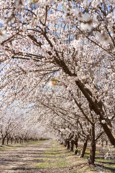 More Photos Of E Terra Bella Ave @ Rd 140, Pixley Land For Sale