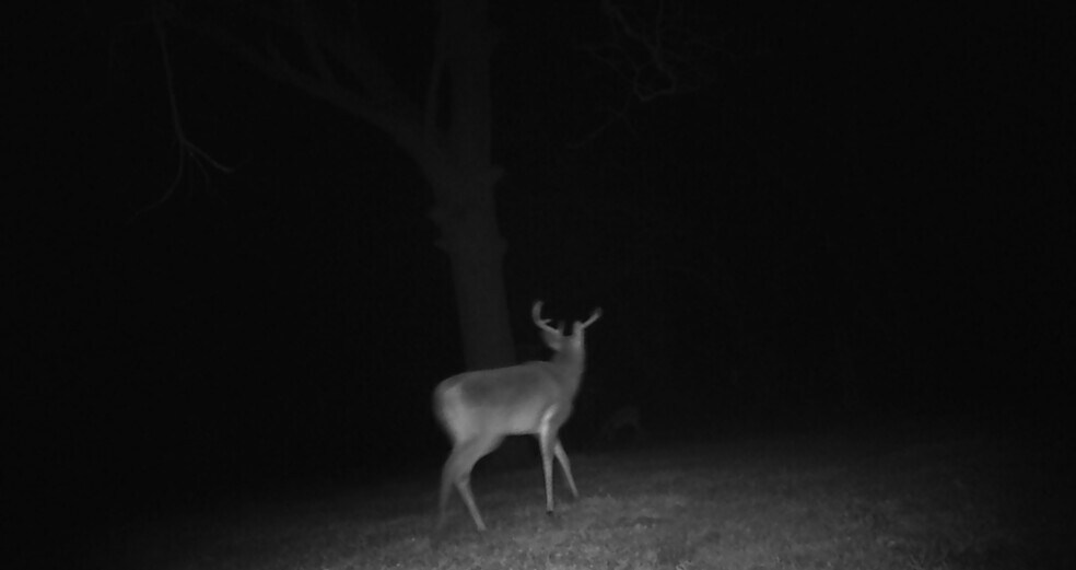 More Photos Of 900 Old Lytton Springs Rd, Lockhart Land For Sale