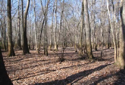 More Photos Of Hwy 212 W, Covington Land For Sale