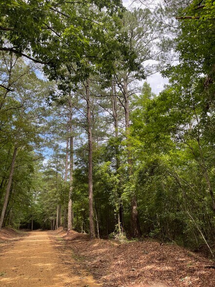 More Photos Of 17796 Dry Branch loop, Northport Land For Sale