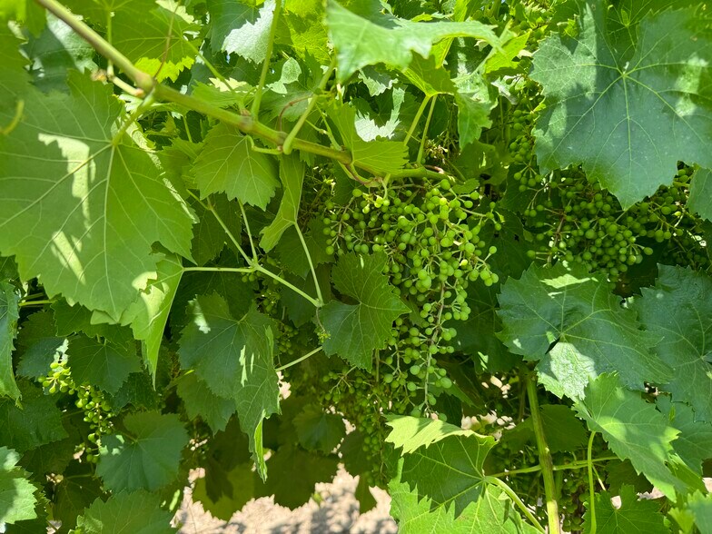 More Photos Of 25203 Road 212, Lindsay Land For Sale