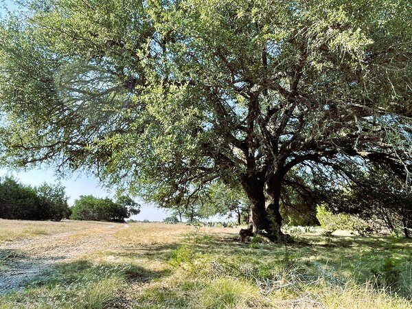 Primary Photo Of 4547 County Road 108, Burnet Land For Sale