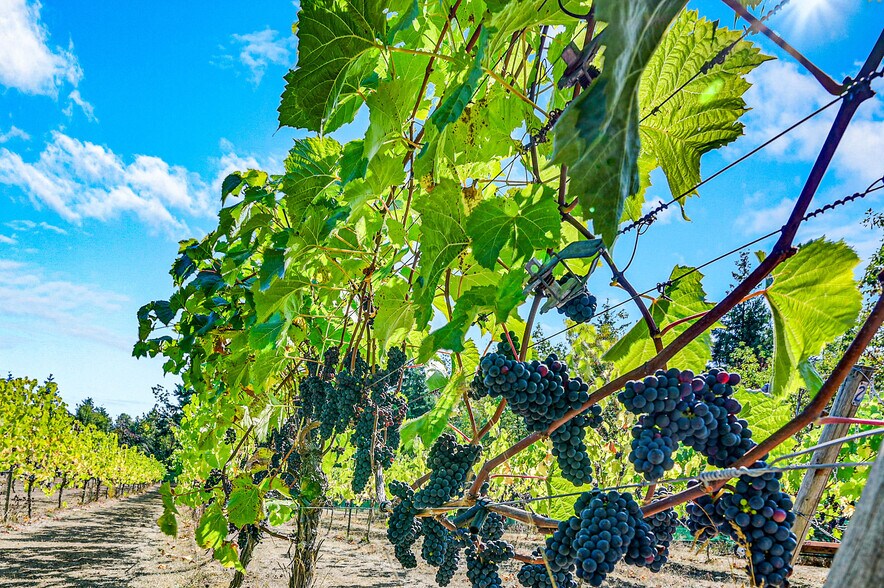 More Photos Of 1673 Woodland Dr, Port Townsend Winery Vineyard For Sale