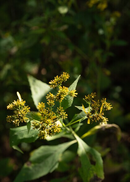More Photos Of 501 Caldwell Rd, Blacksburg Land For Sale