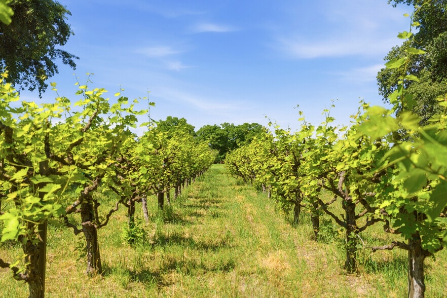 More Photos Of 9345 Stanford Ln, Durham Winery Vineyard For Sale