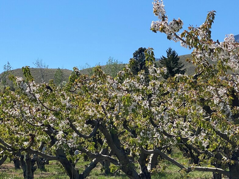 More Photos Of 53 WA-153, Pateros Land For Sale