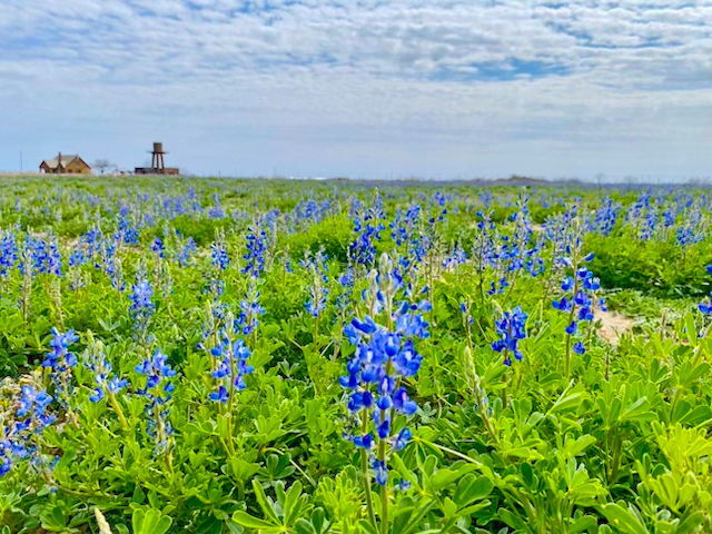 More Photos Of 995 W Gates Valley Rd, Poteet Land For Sale