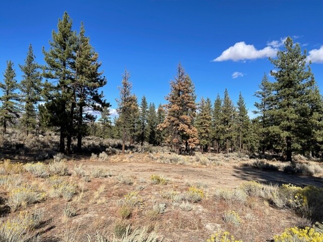 More Photos Of 415-025 Scott Rd, Doyle Land For Sale