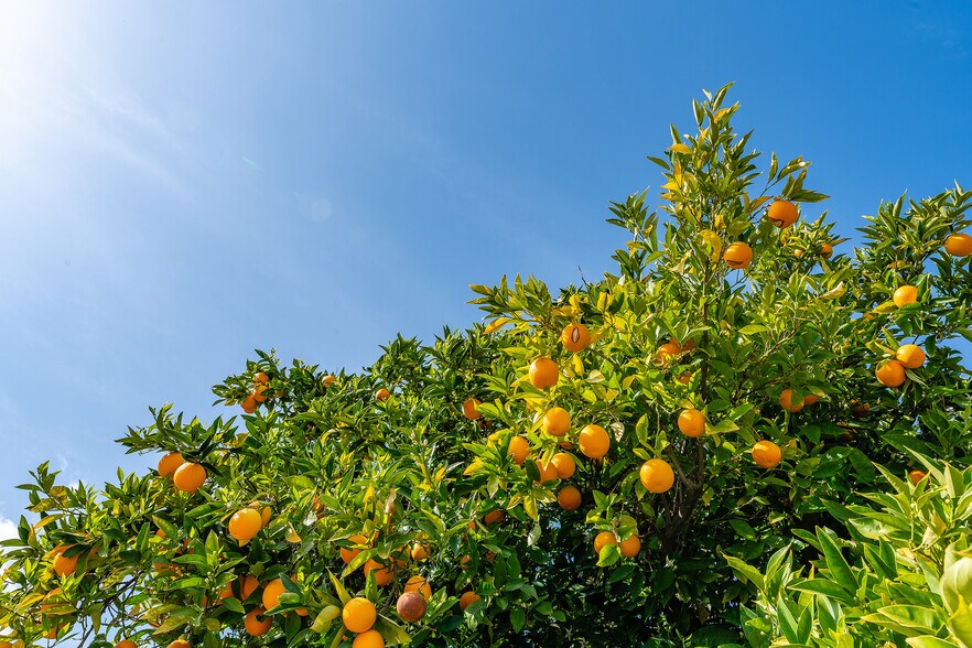 More Photos Of 3941 Walnut Ave, Simi Valley Land For Sale