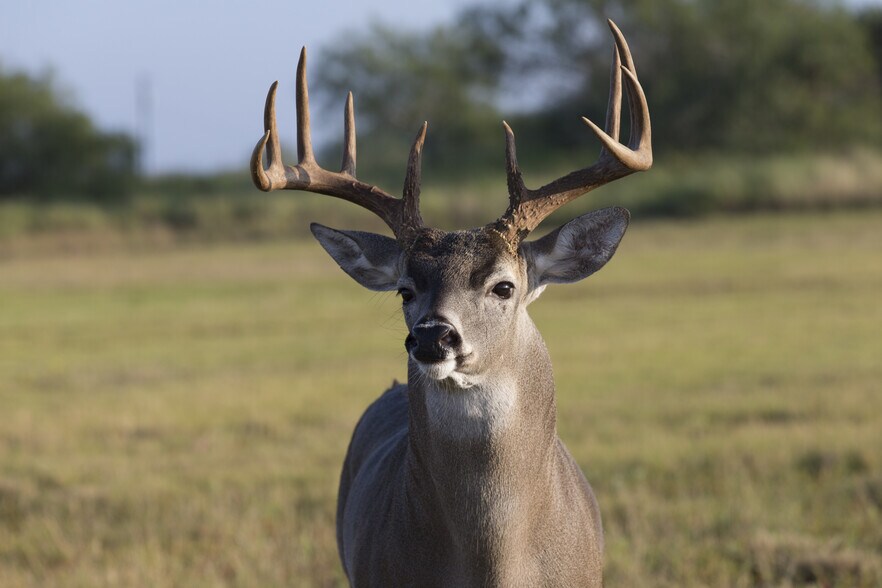 More Photos Of CR 19, Hallettsville Land For Sale
