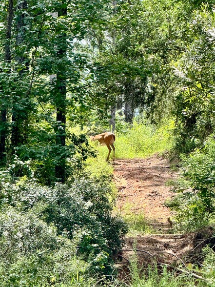 More Photos Of 0 Slim Palmer Road, Zavalla Land For Sale