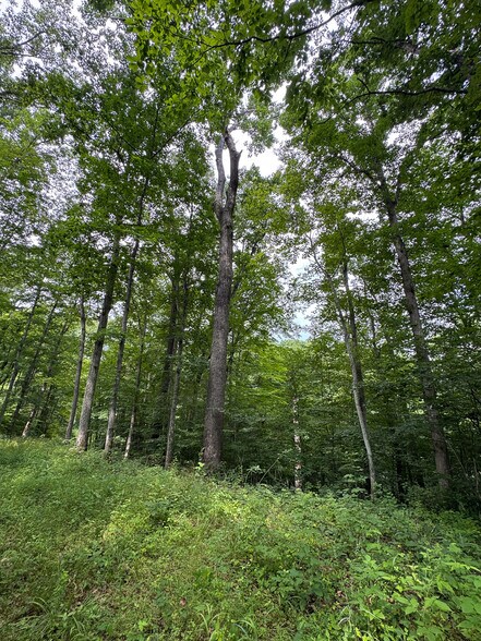 More Photos Of 8441 Millertown Rd SE, Corning Land For Sale
