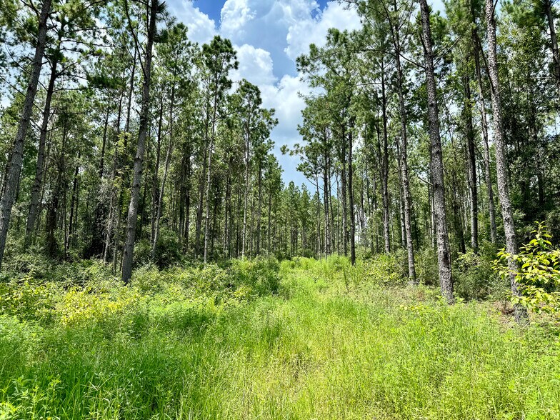 More Photos Of 0 Slim Palmer Road, Zavalla Land For Sale