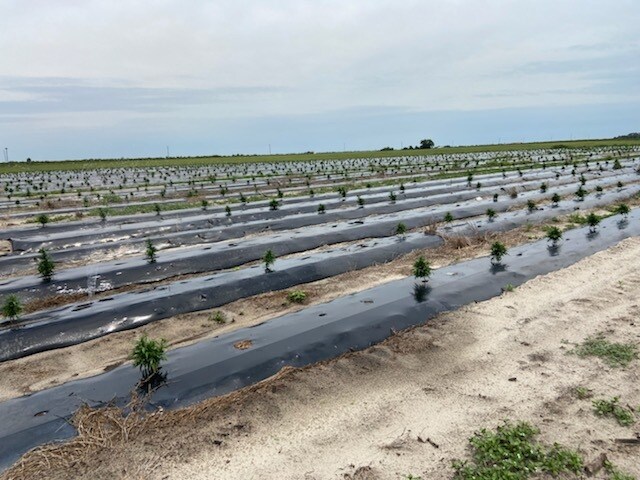 More Photos Of 00 MARSHAL ROAD, Bartow Land For Sale