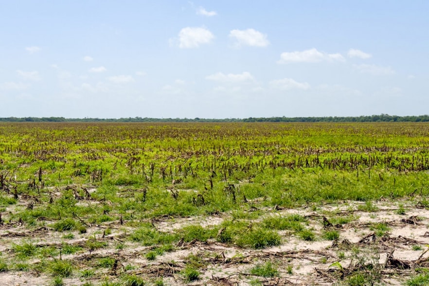 More Photos Of FM 1421 Rd, Brownsville Land For Sale