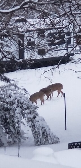 More Photos Of 36026 Jewell Ct, Earlham Land For Sale