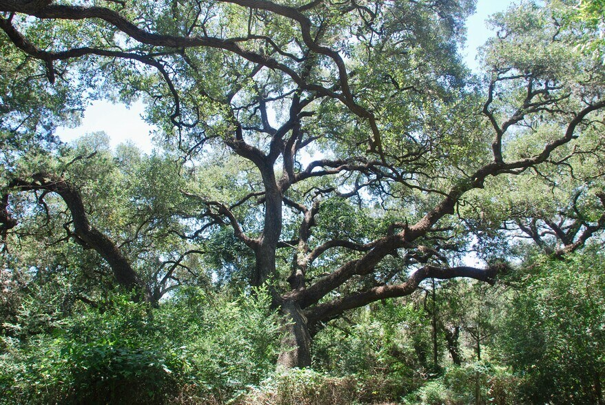 More Photos Of 29 County Road 77B, Hallettsville Land For Sale