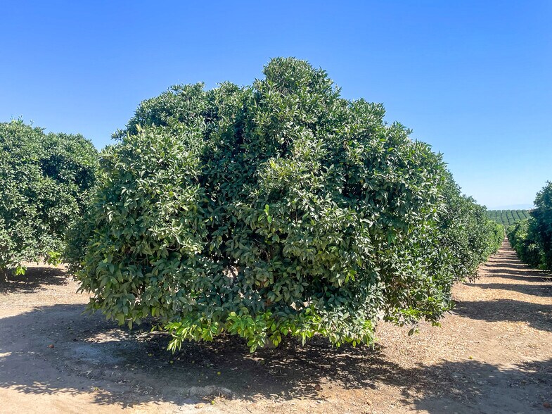 More Photos Of Famoso Rd., Bakersfield Land For Sale
