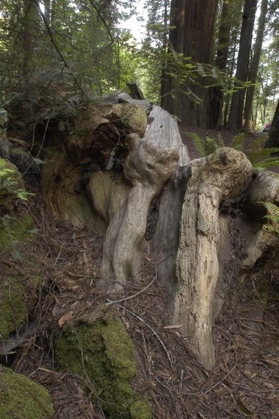 More Photos Of 12901 Avenue of the Giants St, Myers Flat Hospitality For Sale