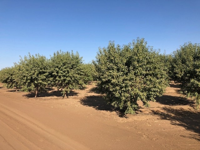 More Photos Of 86.5 +- ac Organic Almonds Shaw Avenue Clovis Ca, Clovis Land For Sale