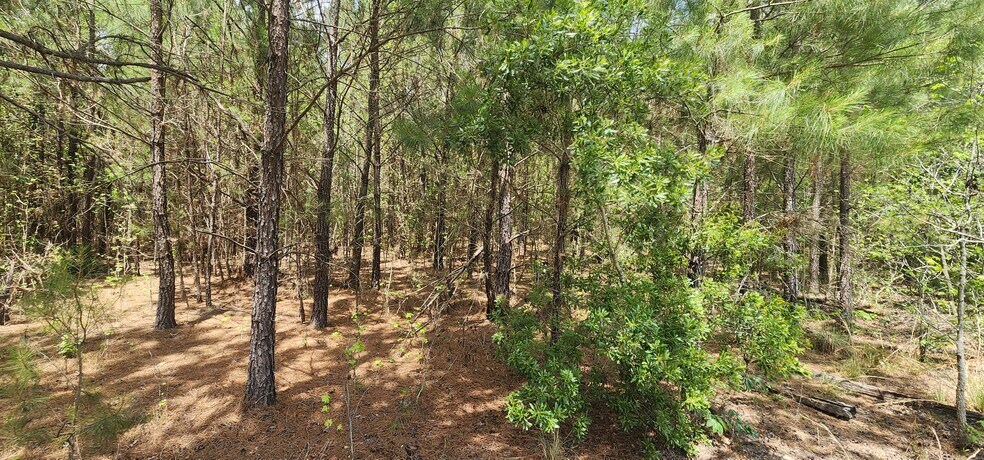 More Photos Of 653 Lost Horn Rd, Branchville Land For Sale