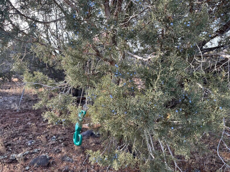 Primary Photo Of 17411 Ranch Rd, Williams Land For Sale