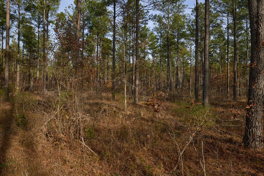 More Photos Of 480 Martin Rd, Cotton Valley Land For Sale