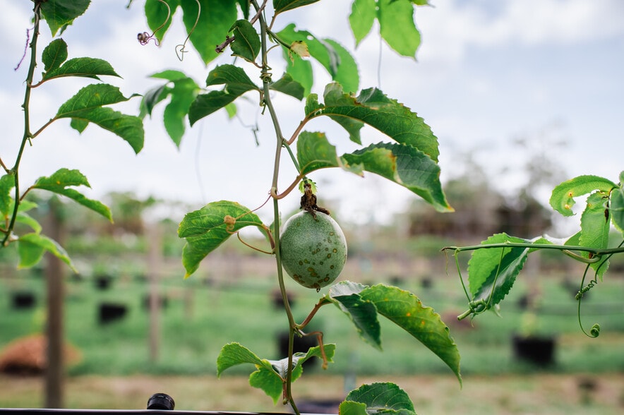 More Photos Of 20948 Corkscrew Rd, Estero Winery Vineyard For Sale
