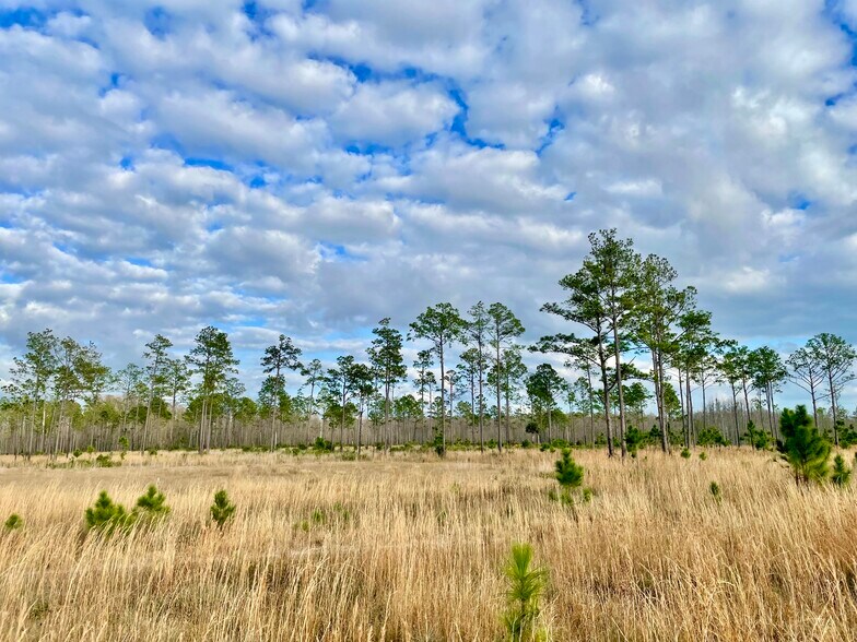 More Photos Of 19858 State Road 52, Land O' Lakes Land For Sale