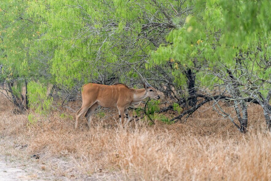 More Photos Of 141 S Private Road 1026, Kingsville Land For Sale